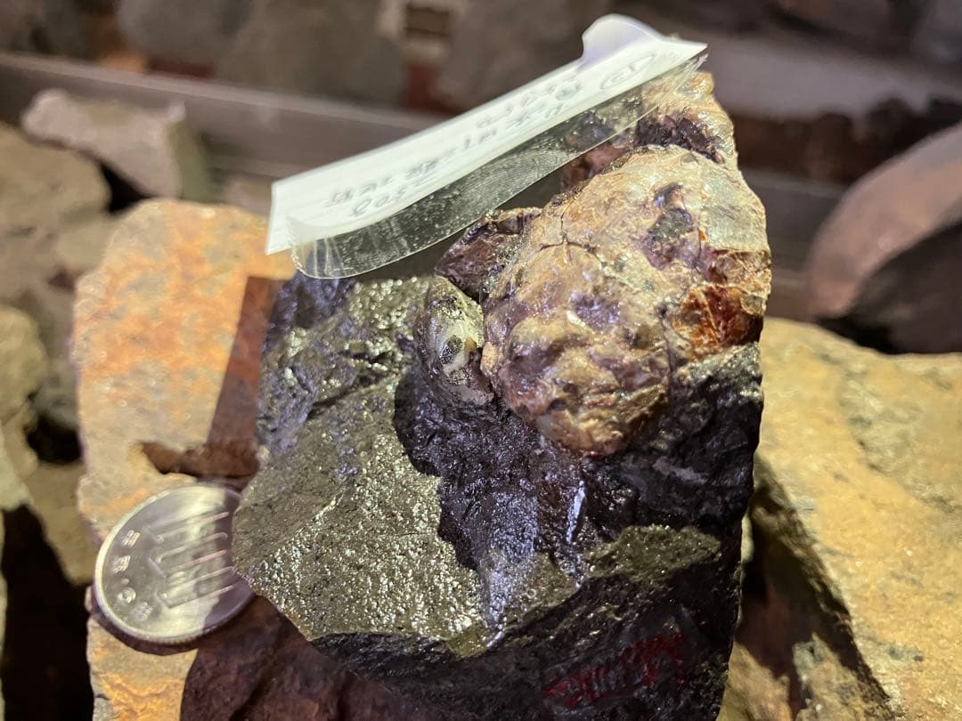 化石 かに 南淡町灘地野 - メルカリ