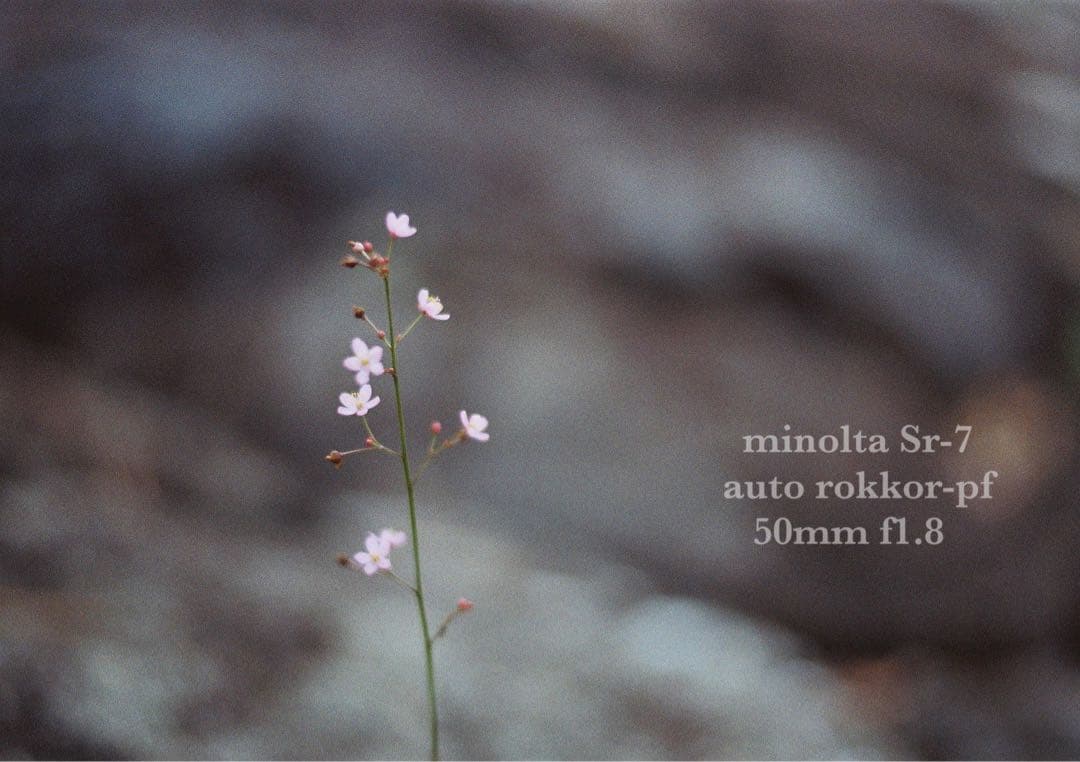 ☆希少美品☆minolta sr-7/緑のロッコールf1.8☆完動品＊初期保証付