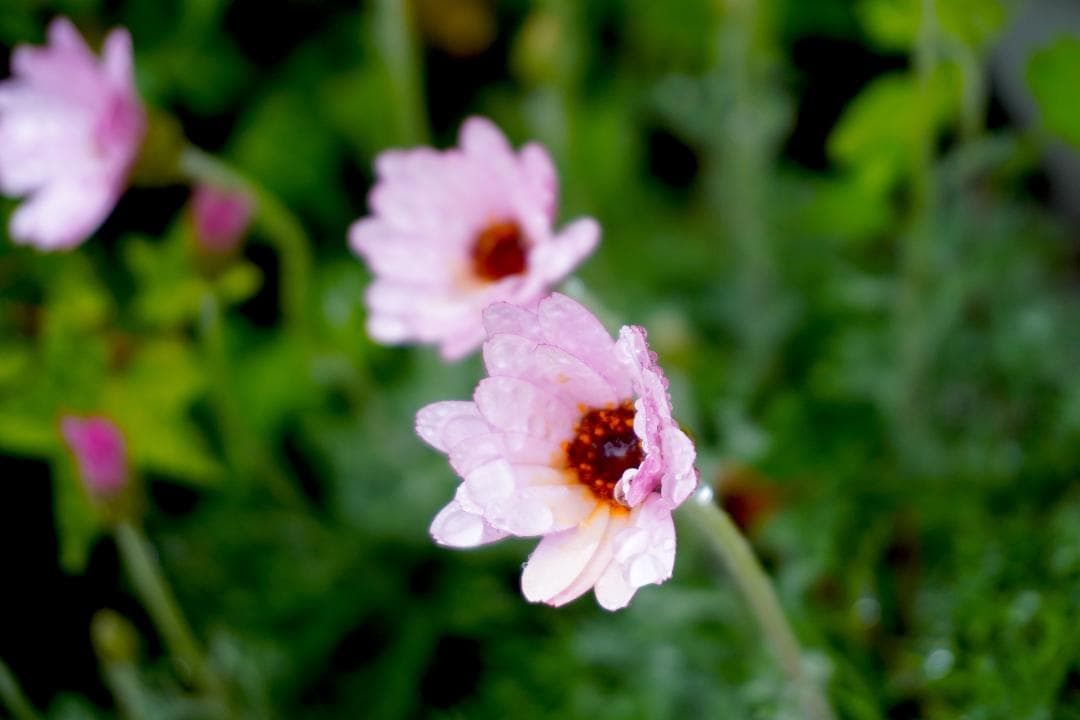 レンズ(ズーム) SONY E PZ 16-50mm F3.5-5.6 OSS SEL1650