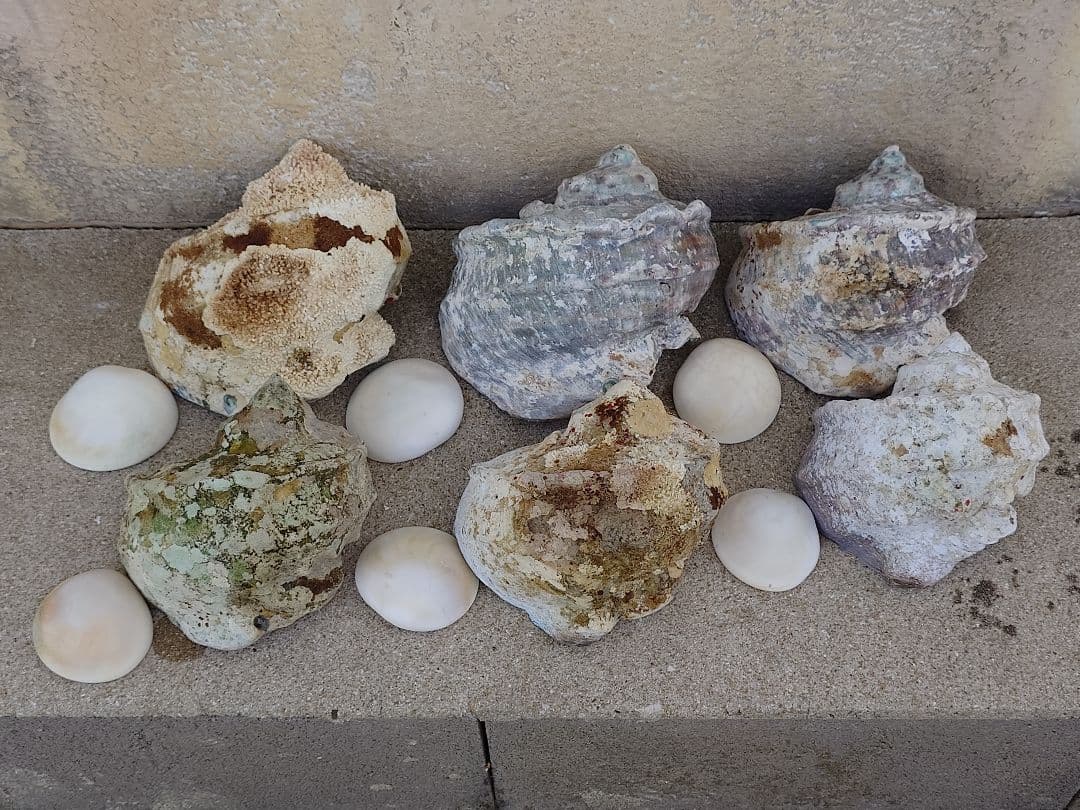 ☆貝☆貝殻☆標本☆　夜光貝×14個　+オマケ 9個