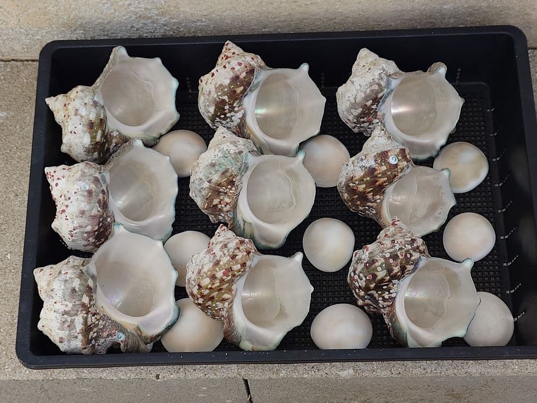 ☆貝☆貝殻☆標本☆　夜光貝×14個　+オマケ 9個