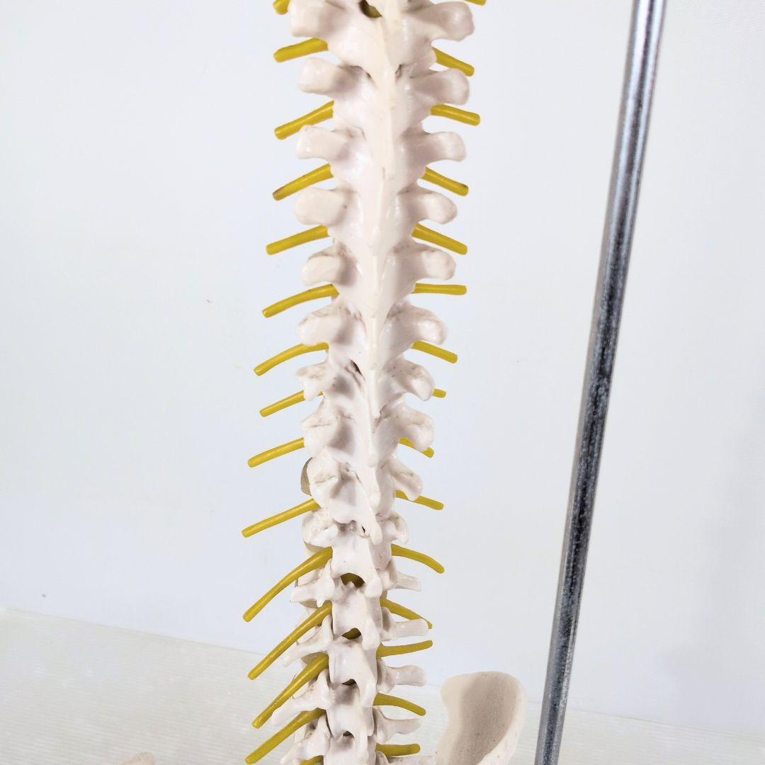 脊椎骨格模型 標本 脊椎 脊柱 背骨 現状品 - メルカリ