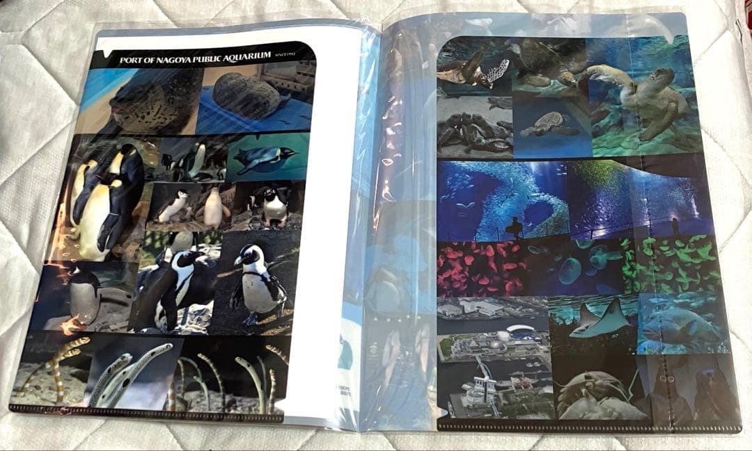 レア　名古屋港水族館限定　クリアファイル　ポストカード
