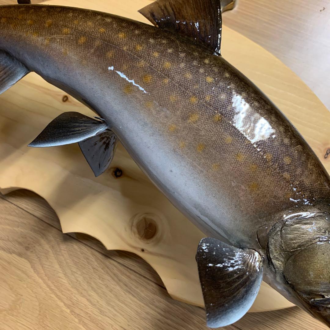魚類剥製工房エフクラフト ニッコウイワナ雄42 - メルカリ