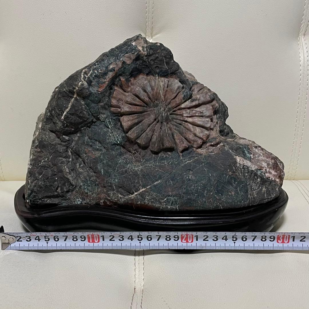 希少 天然 菊花石 観賞石 盆石 水石 木製台座付き 置物 インテリア