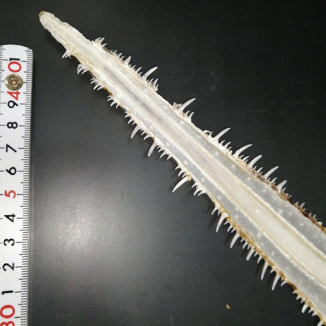 ノコギリザメ 乾燥標本 顎歯 S3 - メルカリ