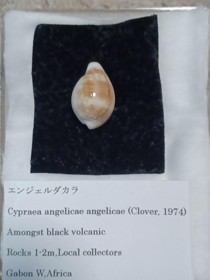 タカラガイ、貝殻、エンジェルダカラ タカラガイ、貝殻、エンジェルダカラ - メルカリ