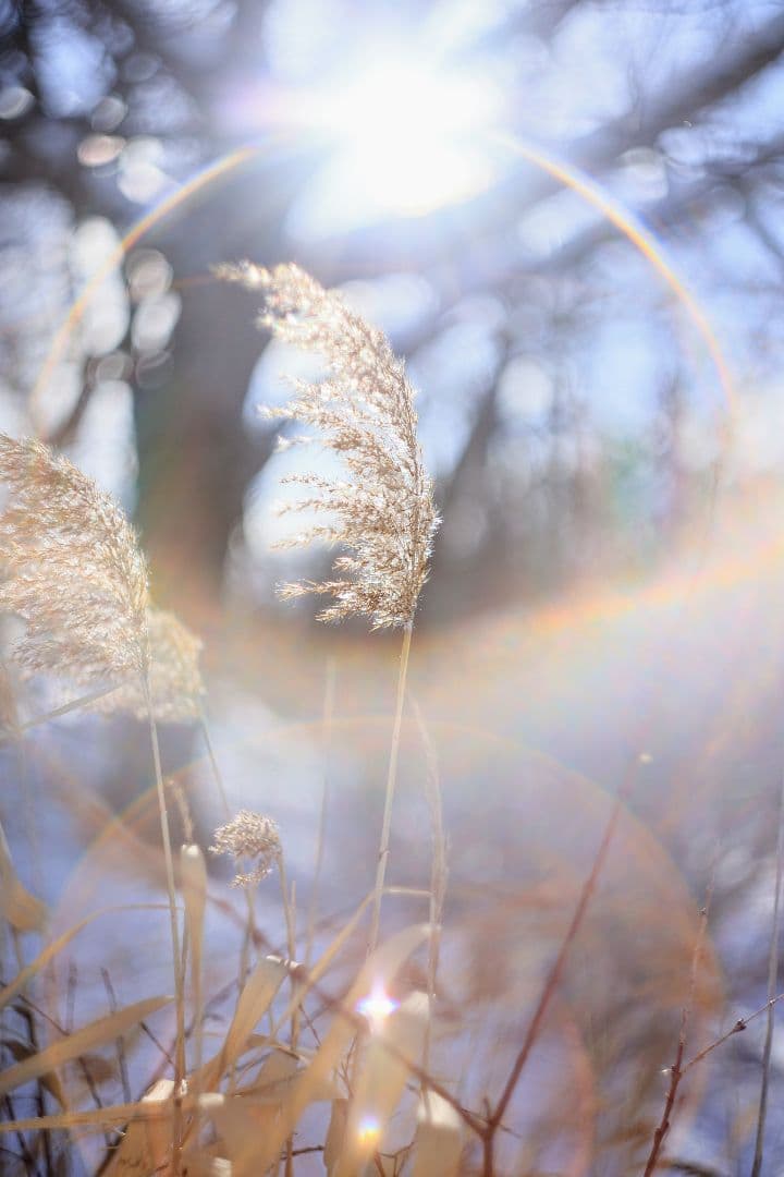 HELIOS-44M-4 58mm F2 《KMZ製》 【良品】