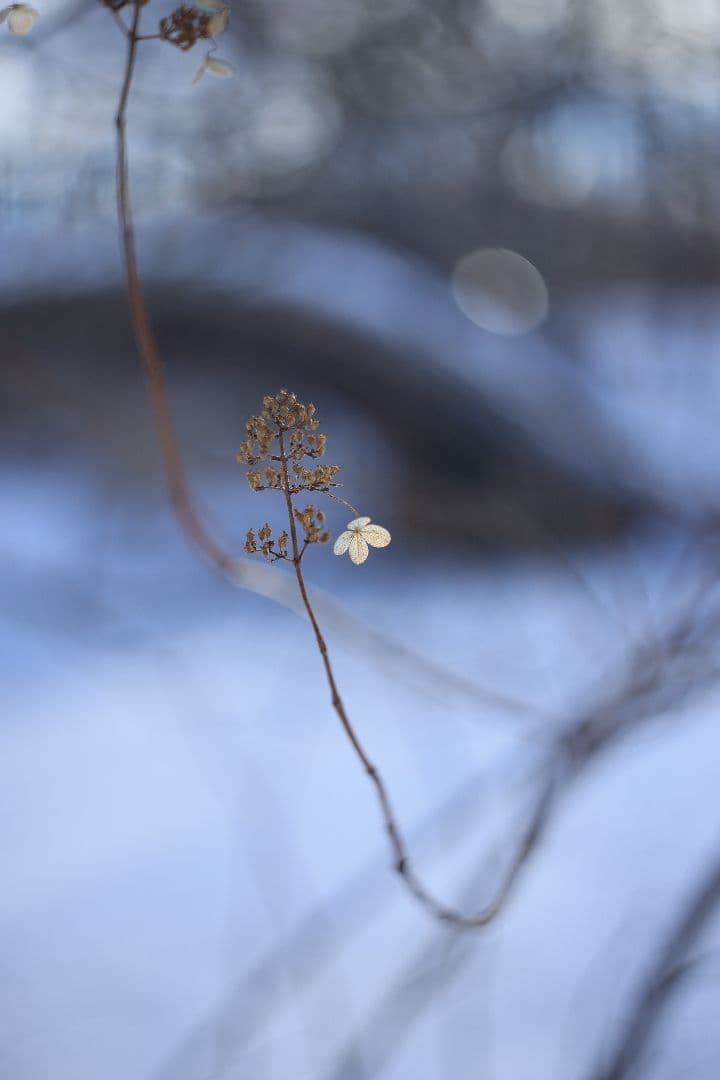 HELIOS-44M-4 58mm F2 《KMZ製》 【良品】