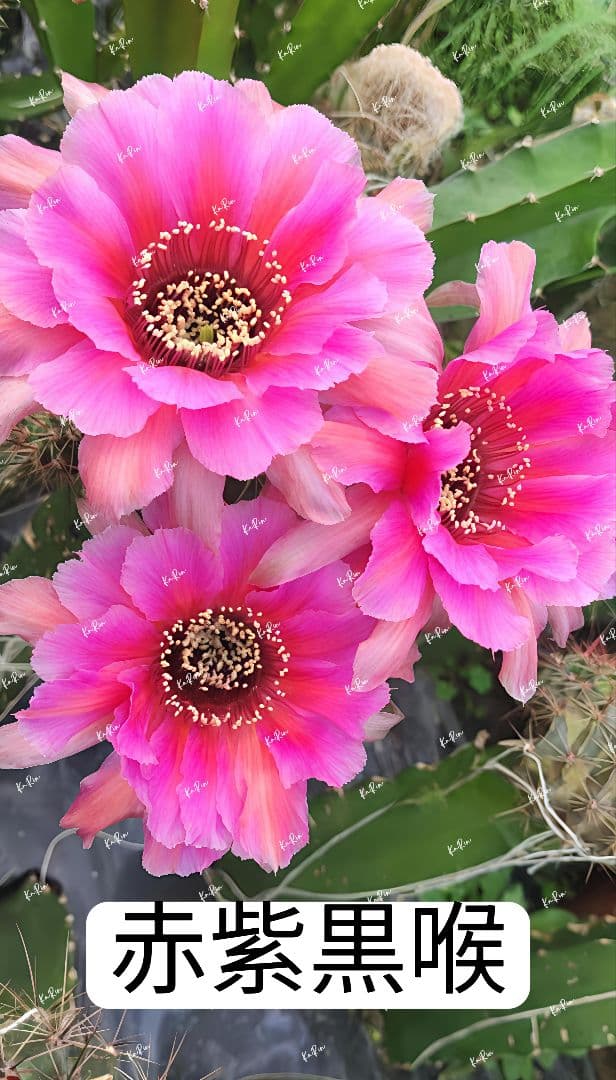 29-赤紫黒喉 錦入り 超希少 花サボテン ロビビア 群開花12cm - メルカリ