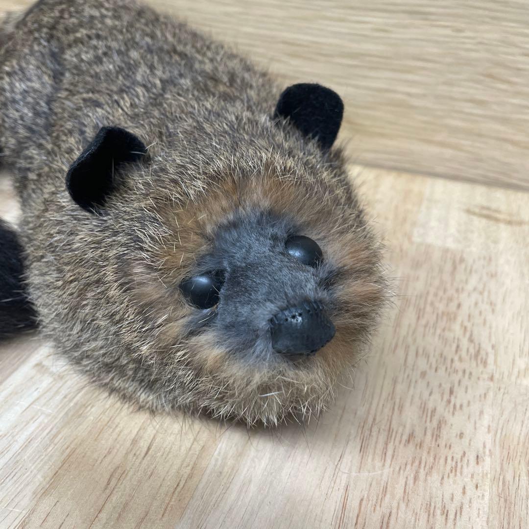 ロッキー•ザ•ラクーン マギー審司 ラッキー アライグマ パペット 手品