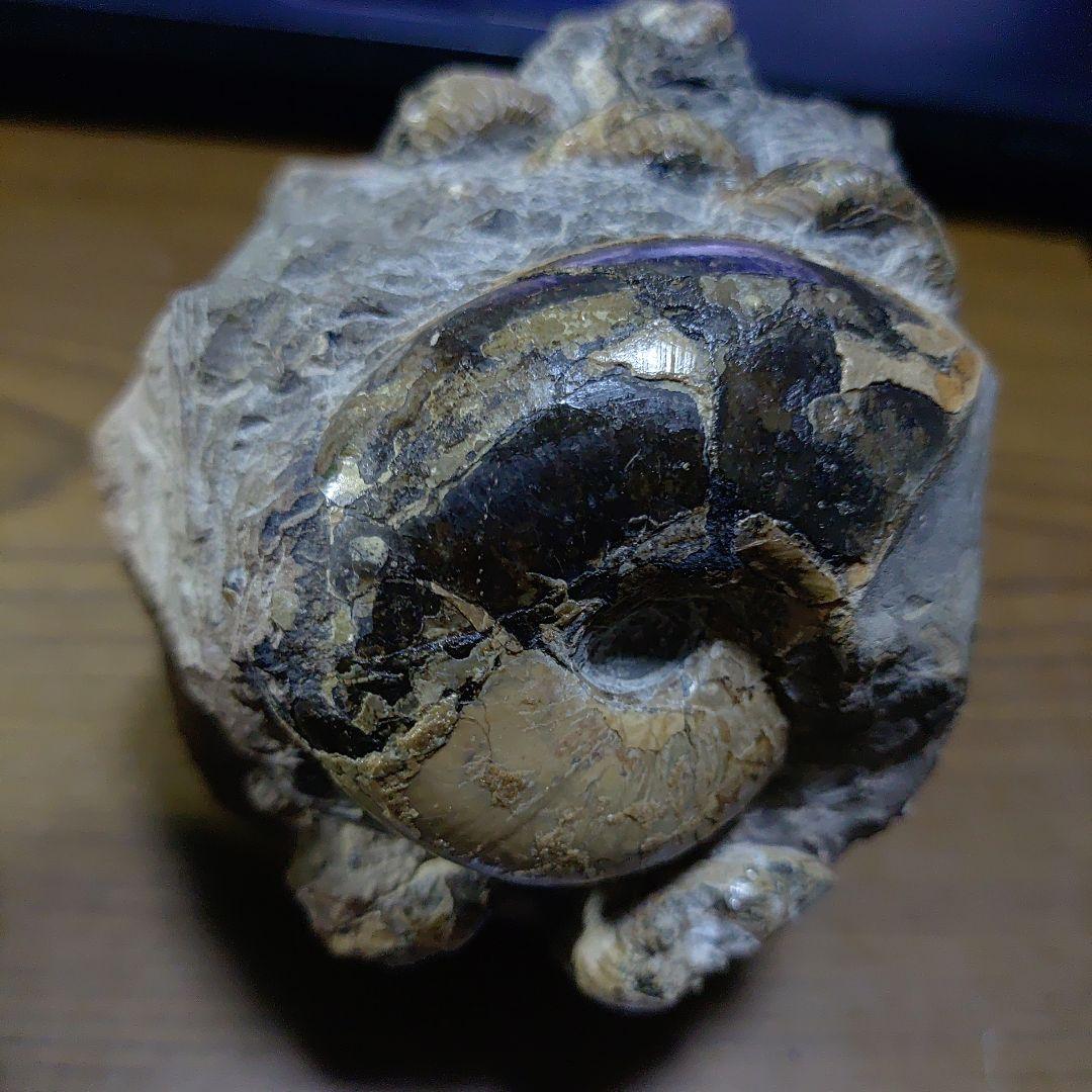 北海道アンモナイト異常巻きハイファントセラス群生 - メルカリ