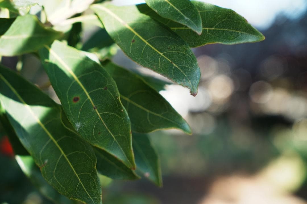 SONY SEL2470Z キットレンズ卒業の最適解 プロ実績 087 - メルカリ