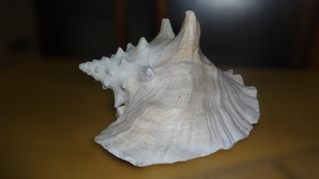 コンク貝（ピンク貝）