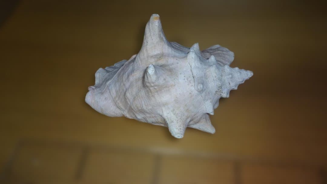 コンク貝（ピンク貝）