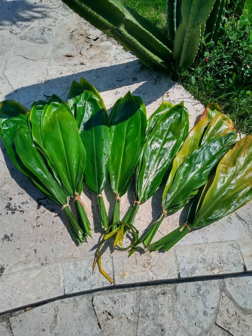 ハワイ産沖縄育ちのティーリーフ - メルカリ