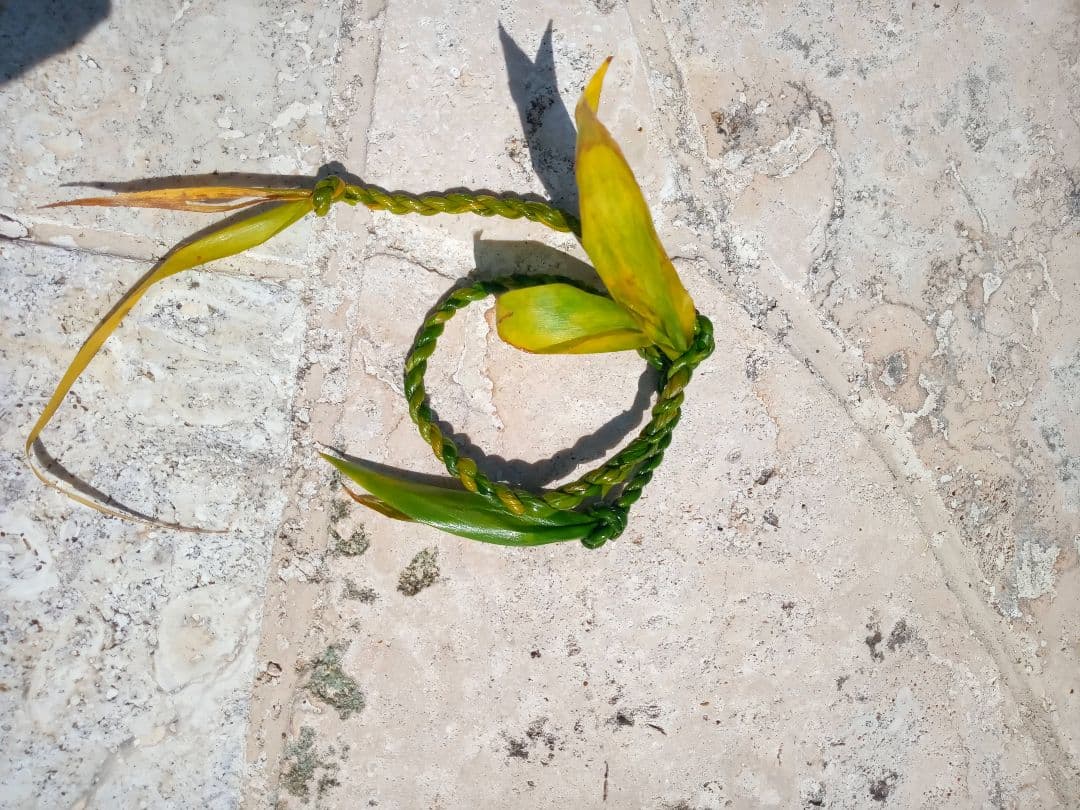 ハワイ産沖縄育ちのティーリーフ - メルカリ