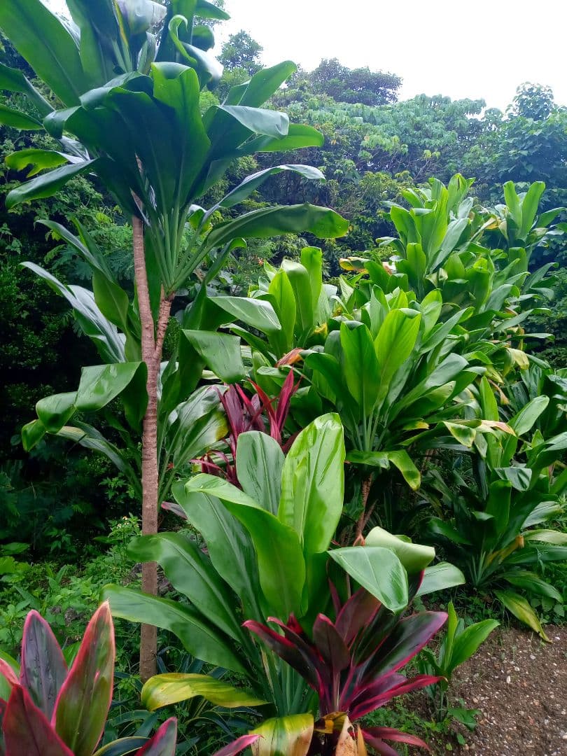 ハワイ産沖縄育ちのティーリーフ - メルカリ