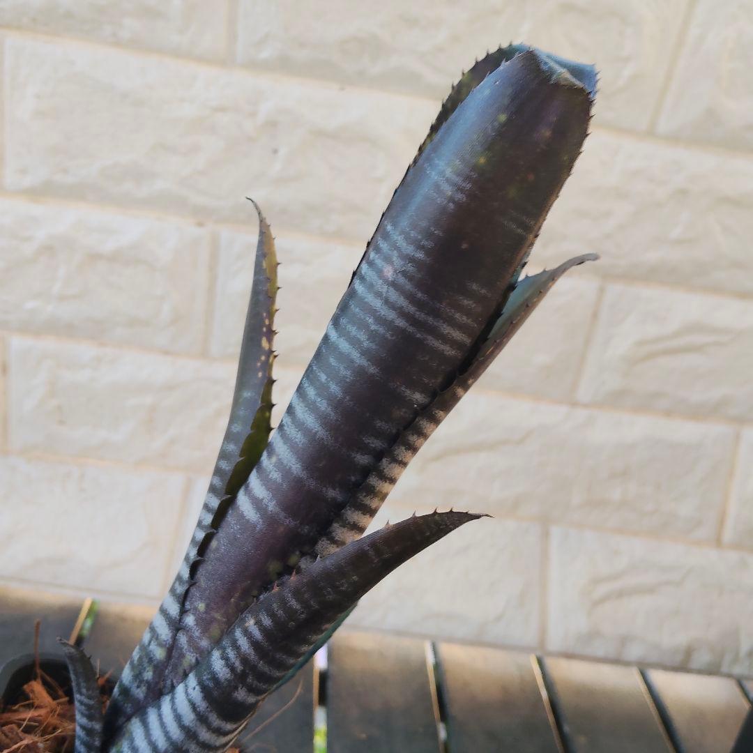 ヨッシ～様 リクエスト 2点 まとめ商品