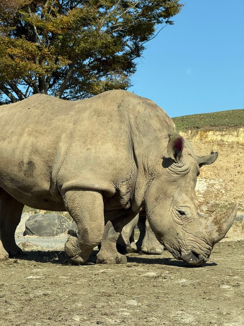 レンズ(ズーム) SONY FE 70-300mm F4.5-5.6 G OSS