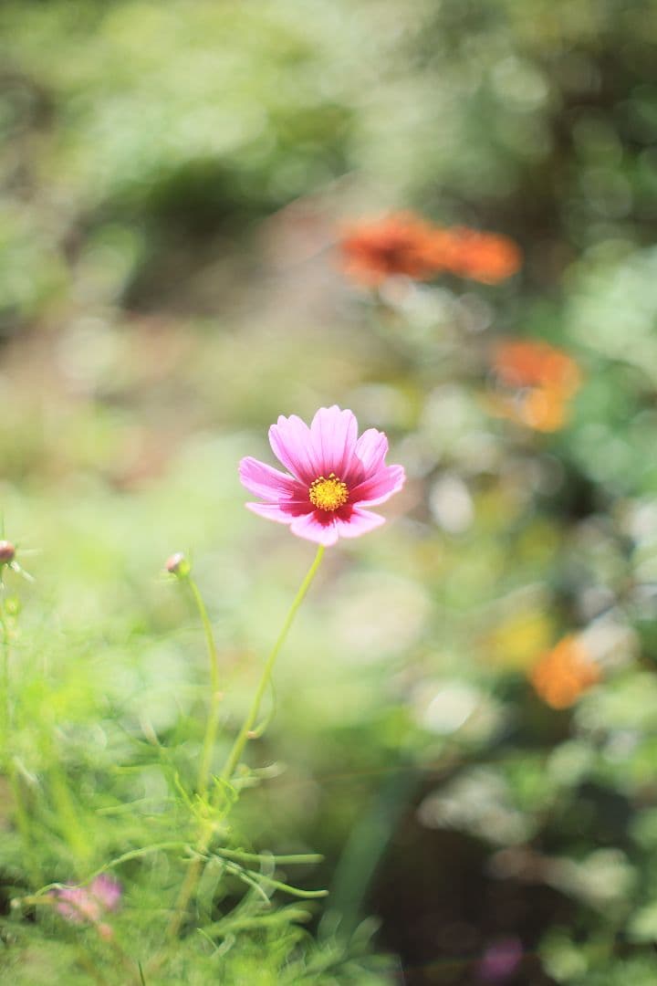 《希少》YASHICA AUTO YASHINON-DX 50mm F1.4