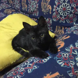 藤原聡 ぼすとん茶の湯会 サイン入りCD 2枚 - メルカリ