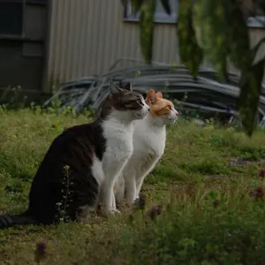 銀河英雄伝説 三越コラボ ロイエンタールの金銀妖瞳のようなイヤーカフ