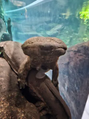 ANACHRONORM mambo別注 オンブレチェックシャツ - メルカリ