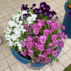 A&G シルバー 925 ロゴ シール スタンプ リング 15号 - メルカリ