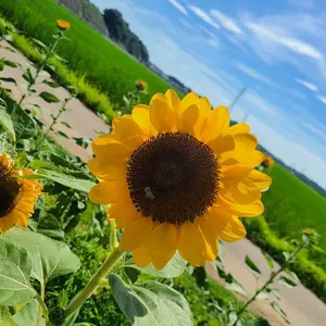 fromis_9 ハヨン フォトカードトレカ FC ファンクラブ JAPAN - メルカリ