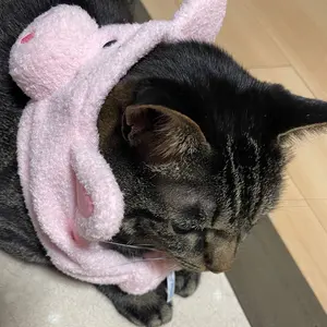 齋藤樹愛羅 猫衣装 アクスタ 7周年 - メルカリ