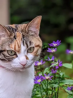 アマ無線7MHz お手軽移動運用セット FT891(50W) HF40CL他 - メルカリ