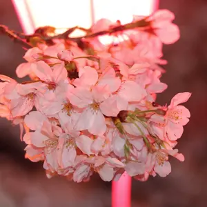 最終値下げ】チャコット ノーソーイングニットブラウン＋ブラトップ黒