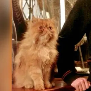 達孝太 北海道日本ハムファイターズ 直筆サイン色紙 春季キャンプ 沖縄