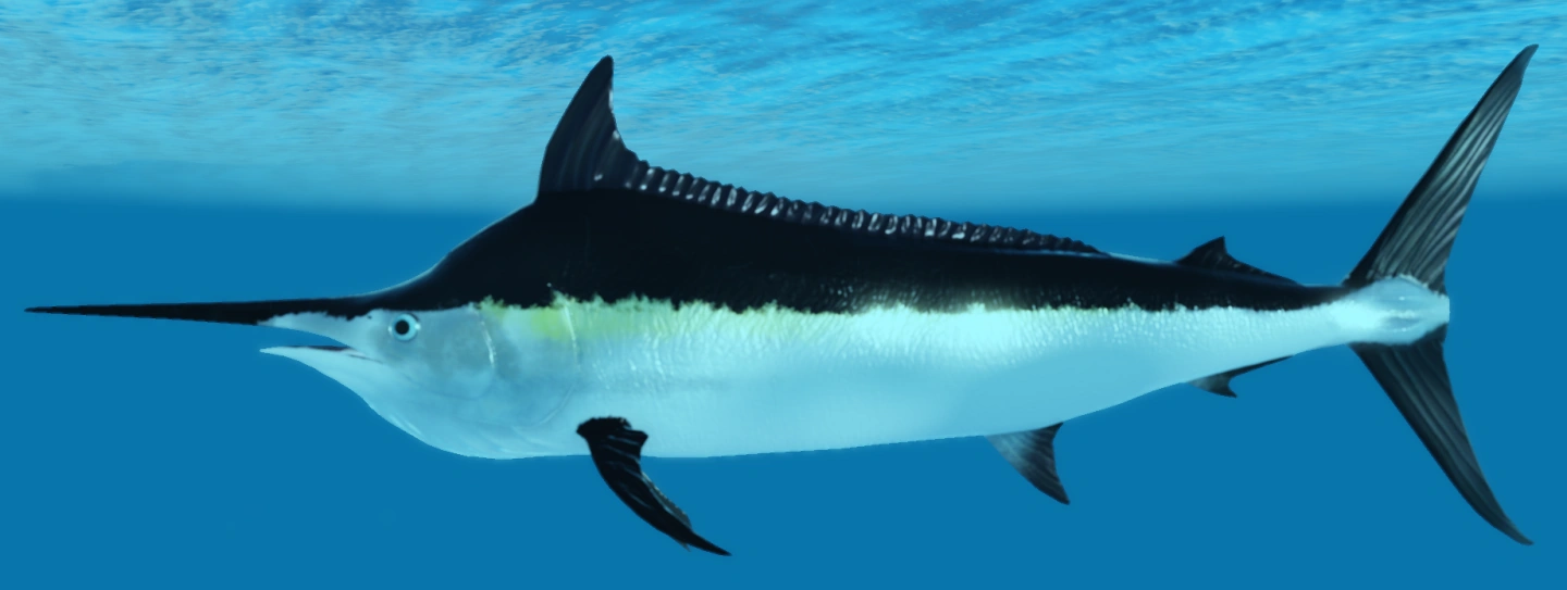 Black Marlin | Oceanic (ROBLOX) Wiki | Fandom