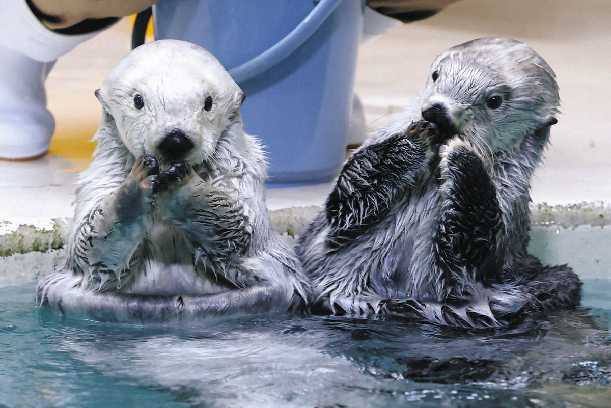こんなに可愛いラッコ、なぜ日本の水族館に2頭だけ？ 三重・鳥羽水族館