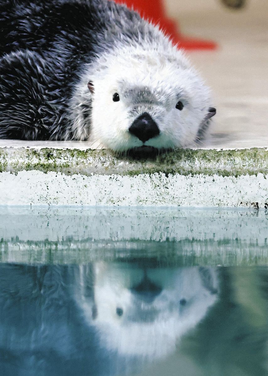 こんなに可愛いラッコ、なぜ日本の水族館に2頭だけ？ 三重・鳥羽水族館
