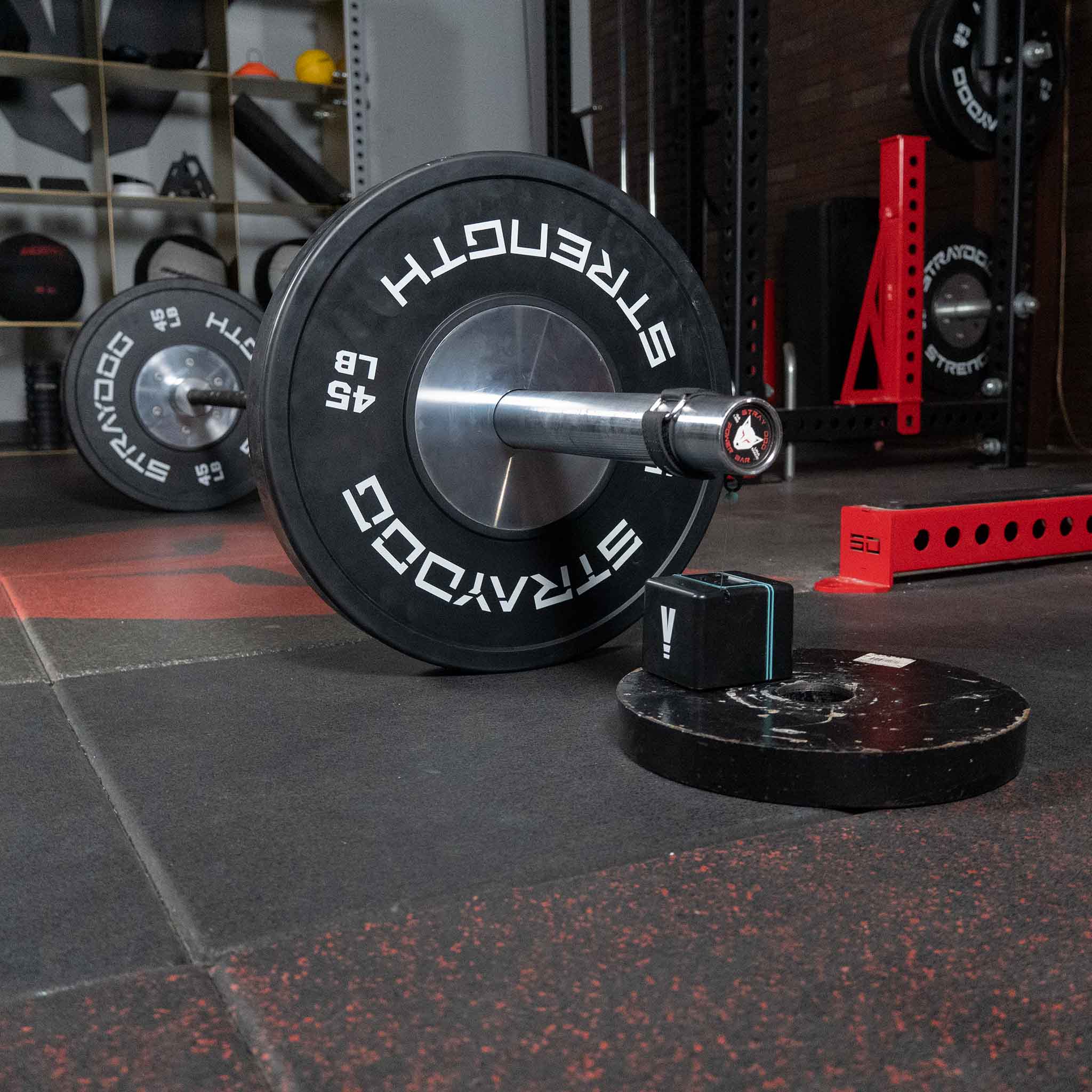 Vitruve Encoder – Stray Dog Strength