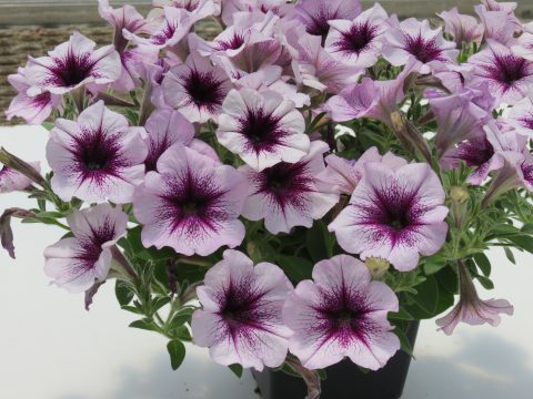 SURFINIA® Heavenly Amethyst Burst - Suntory Flowers