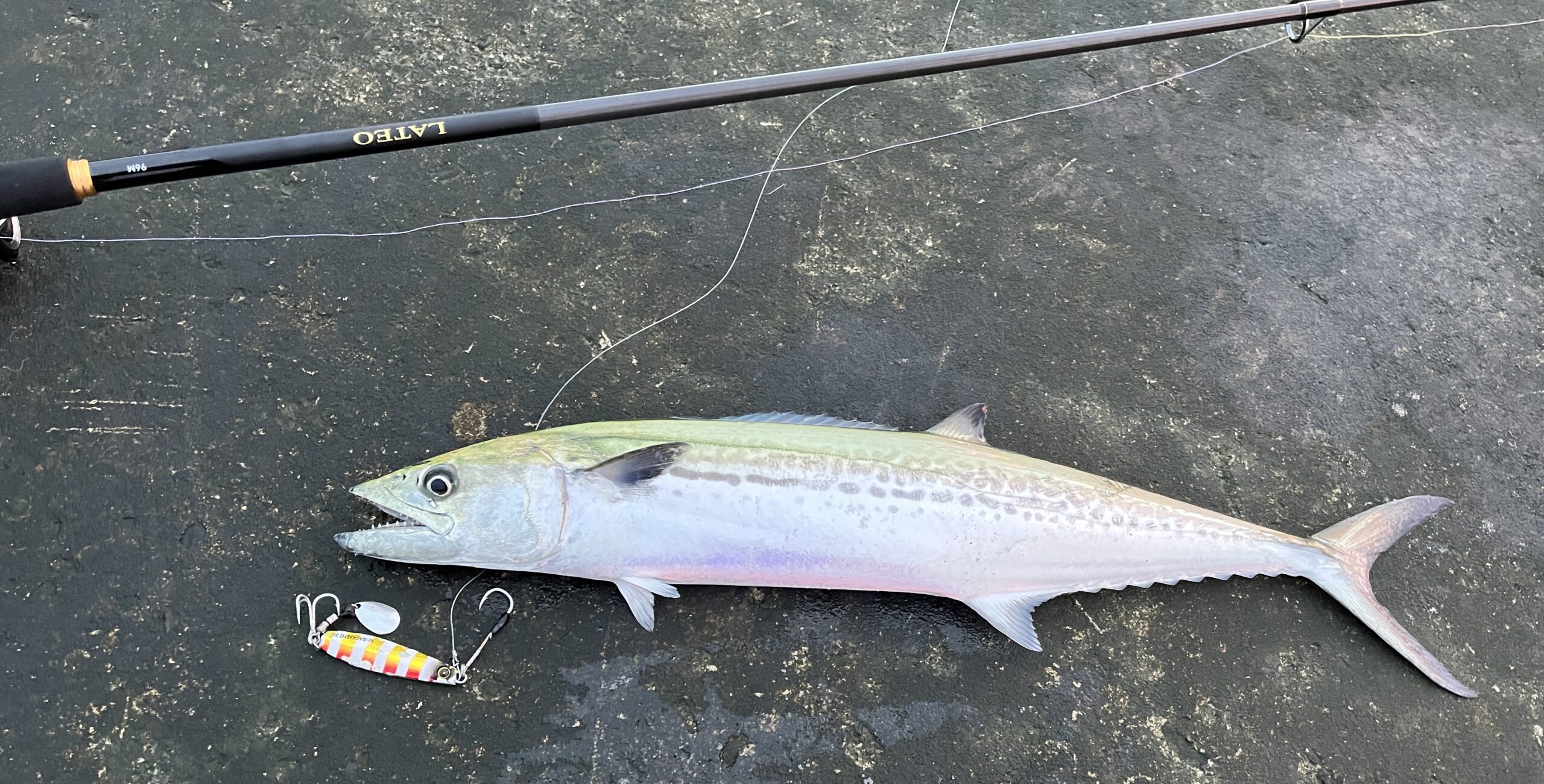 新潟・青物】ついに2024年秋シーズン開幕⁉島見浜突堤でサゴシ・イナダ