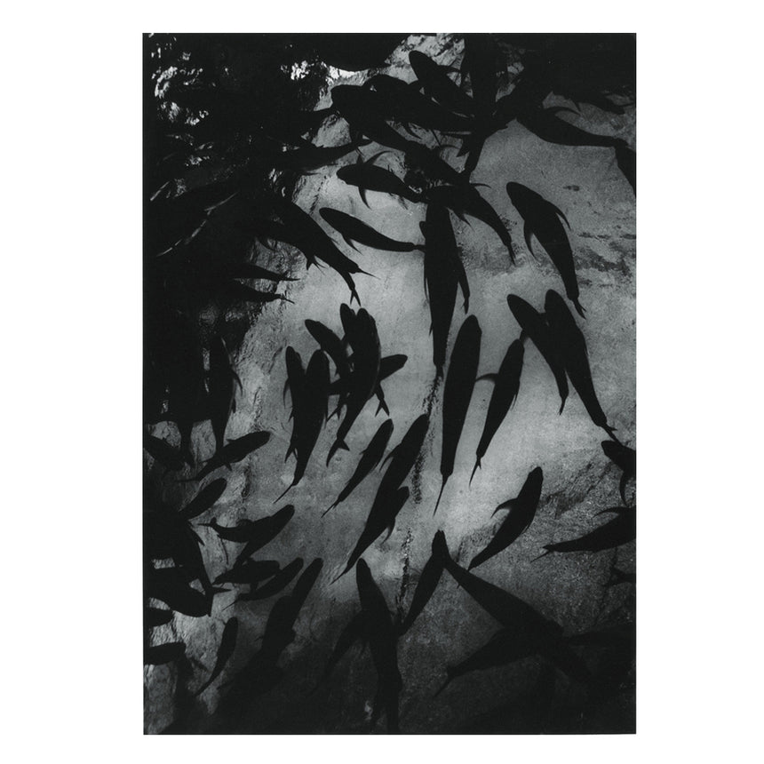 Poster Fuke 限定ポスター 風景 Daido Moriyama(森山大道) – SUPER LABO