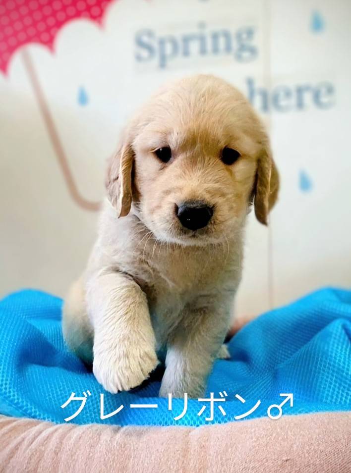 ゴールデンレトリバーの子犬お譲りします - スヤマドッグスクール